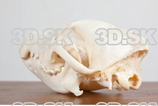 Skull photo reference 0047